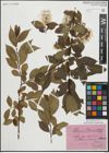 Foto von Salix pentandra L.